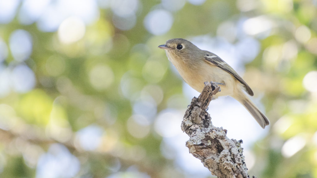A Huttons vireo was spotted on day one. (Photo courtesy Bryan Calk)
